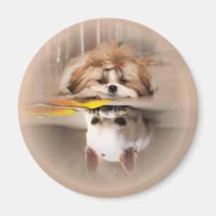 Cute shih tzu and chihuahua magnet