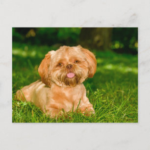 Cute Shih Tzu Dog Lying in Green Grass Postcard