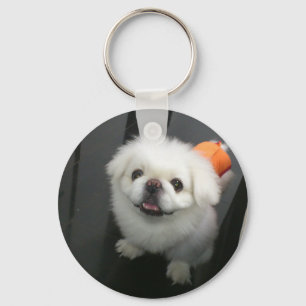 Cute shih tzu looking at the camera keychain