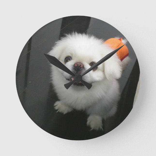 Cute shih tzu looking at the camera round clock (Front)