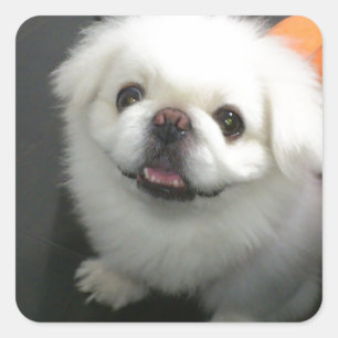 Cute shih tzu looking at the camera square sticker