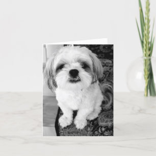 Cute Shih Tzu  Note Card