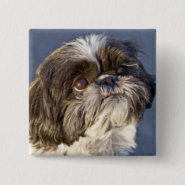 Cute Shih Tzu Puppy Pin (Front)