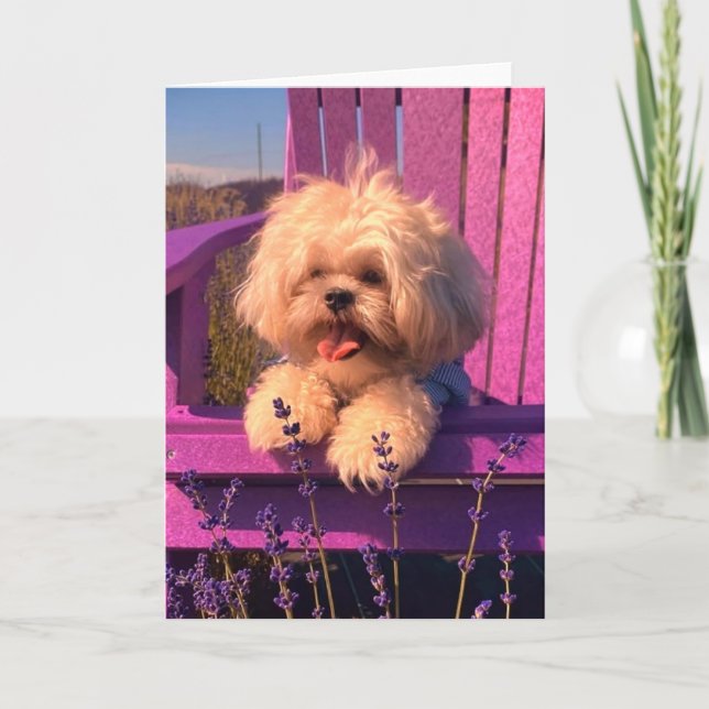Cute Shih Tzu Puppy Smiling (Dog Days) Thank You Card (Front)