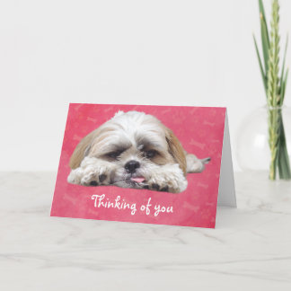 Cute Shih Tzu Puppy: Thinking of You Card