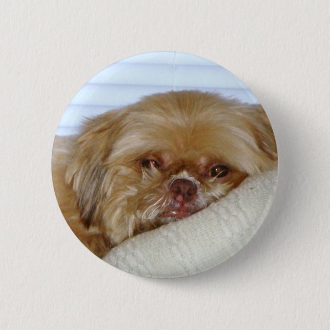 Cute Shitzu 2 Inch Round Button (Front)