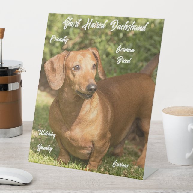 Cute Shorthaired Red Dachshund Pestastal Sign (In SItu)