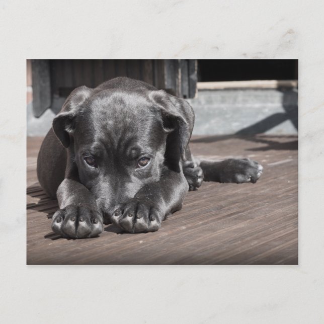 Cute, Shy, Grey, Great Dane Puppy Postcard (Front)