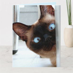 CUTE SIAMESE CAT PEEKING IN HELLO greeting CARD