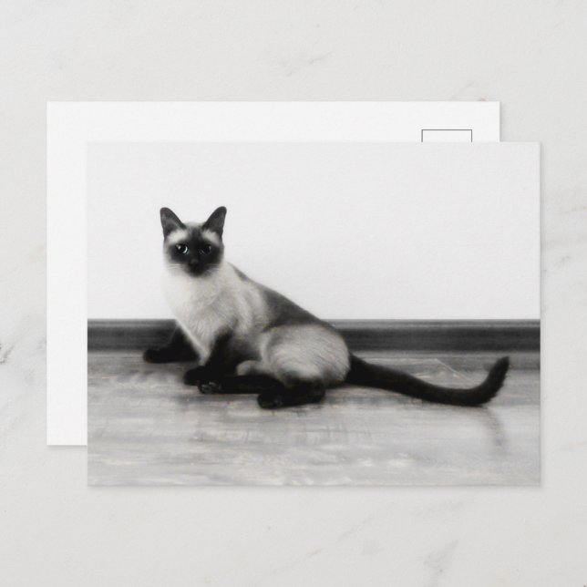 CUTE Siamese Cat Portrait Photograph  Postcard (Front/Back)
