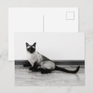 CUTE Siamese Cat Portrait Photograph Postcard