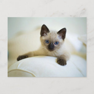 Cute Siamese Kitten Postcard