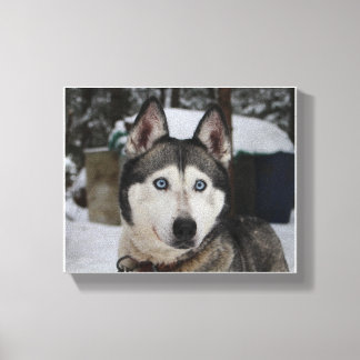 Cute Siberian Husky Canvas Print