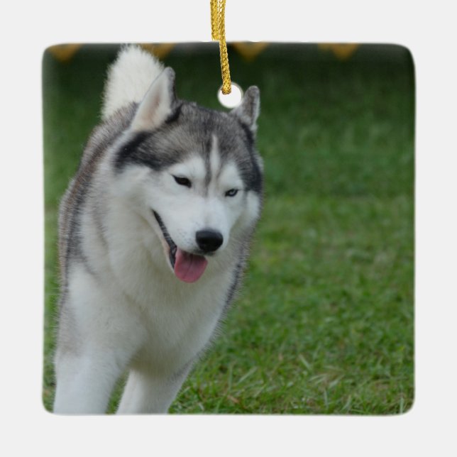 Cute Siberian Husky Ceramic Ornament (Front)