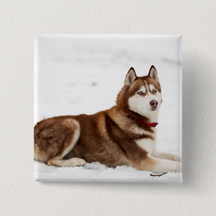 Cute Siberian Husky Portrait 2 Inch Square Button