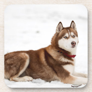 Cute Siberian Husky Portrait Coaster