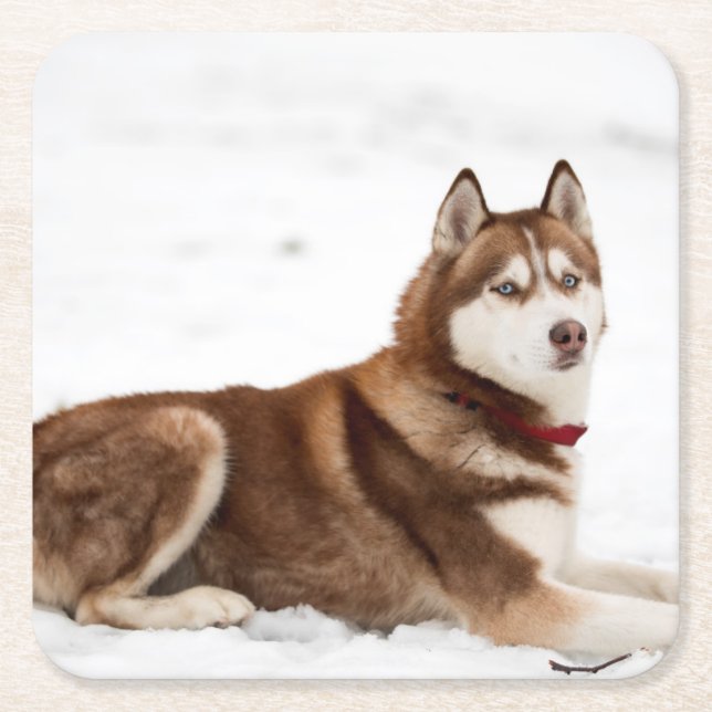Cute Siberian Husky Portrait Square Paper Coaster (Front)