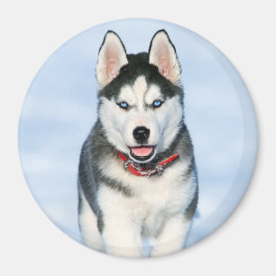 Cute Siberian Husky Puppy Dog in the Snow Magnet