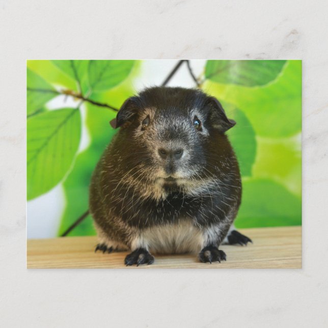 Cute Silver Fox Guinea Pig Postcard (Front)