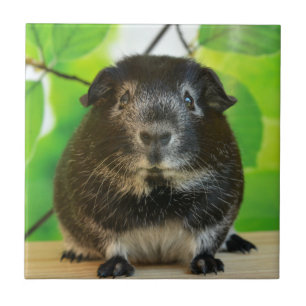 Cute Silver Fox Guinea Pig Tile
