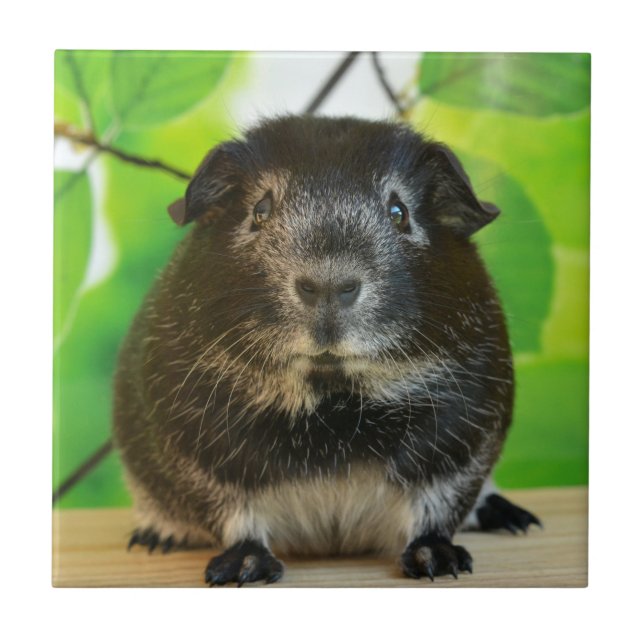 Cute Silver Fox Guinea Pig Tile (Front)
