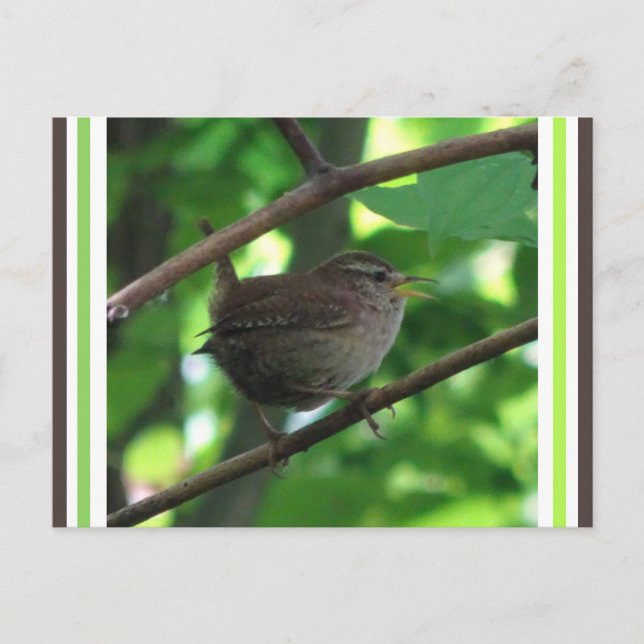 Cute Singing Wren DIY Postcard (Front)