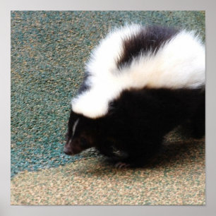 Cute Skunk Poster