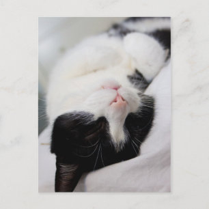 Cute sleeping cat tomcat face sleep postcard