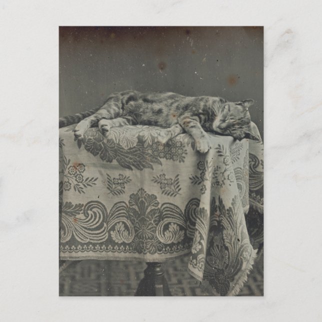 Cute Sleeping Cat Vintage Photography Blank Postcard (Front)