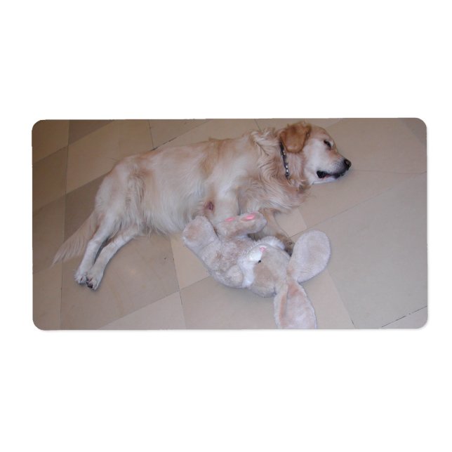 Cute Sleeping Golden Retriever  With Toy Rabbit (Front)