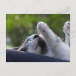 Cute Sleeping Kitten Postcard