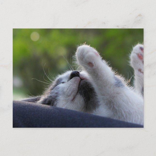 Cute Sleeping Kitten Postcard (Front)