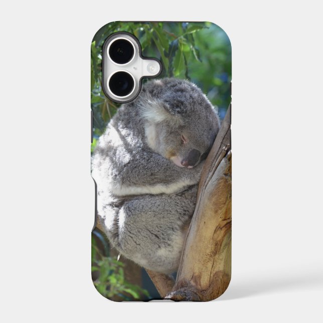Cute Sleeping Koala in Tree (Verso)