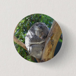 Cute Sleeping Koala in Tree 1 Inch Round Button