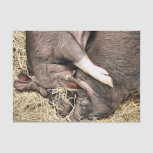 CUTE SLEEPING PIGS TISSUE PAPER