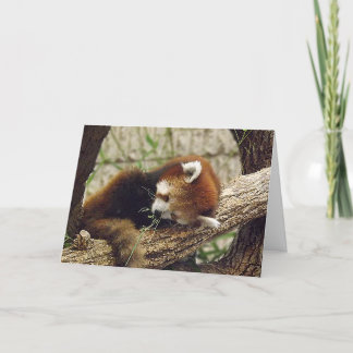 Cute Sleeping Red Panda w/ Food in It's Mouth Card
