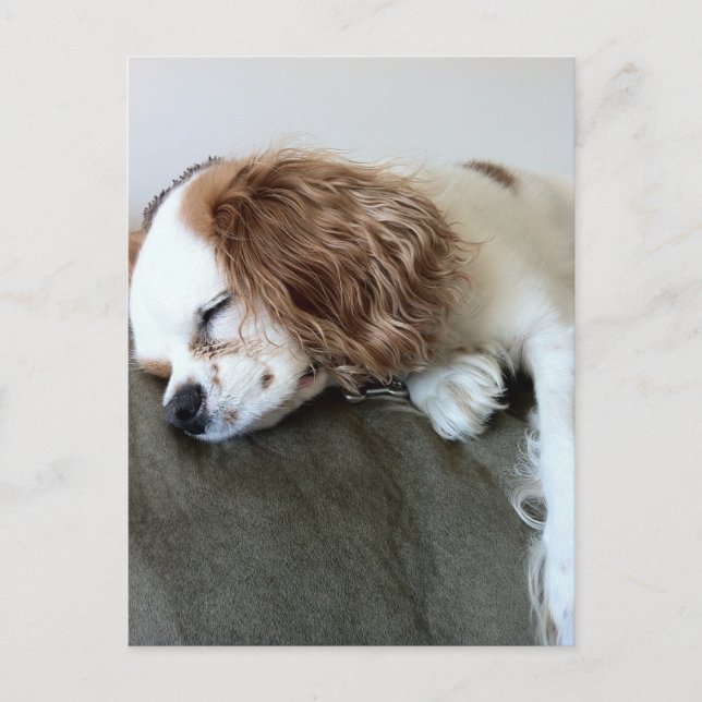 Cute sleeping Spaniel Dog personalized gifts Postcard (Front)