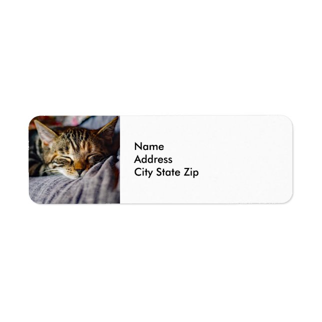 Cute Sleeping Tabby Cat Photo (Front)