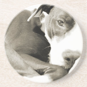 cute sleepy lazy pit bull dog coaster