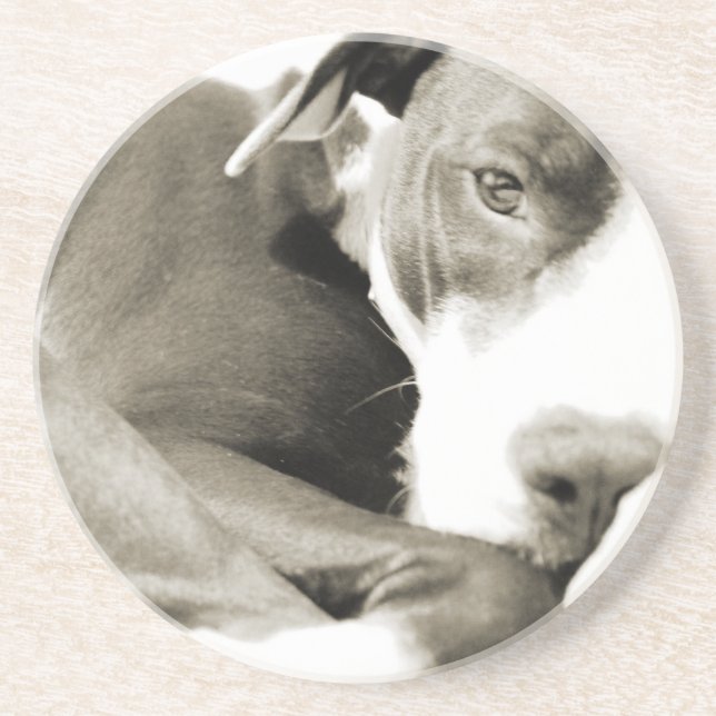 cute sleepy lazy pit bull dog coaster (Front)