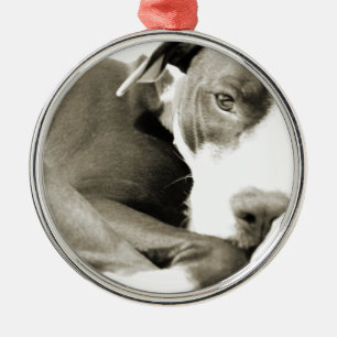 cute sleepy lazy pit bull dog metal ornament