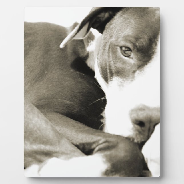 cute sleepy lazy pit bull dog plaque (Front)