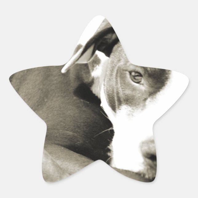 cute sleepy lazy pit bull dog star sticker (Front)