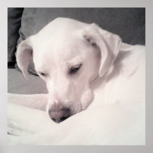 Cute Sleepy White Dog Gray Poster