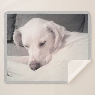 Cute Sleepy White Labrador Mix Dog Grey Sherpa Blanket
