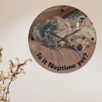 Cute Sleepy Yorkshire Terrier