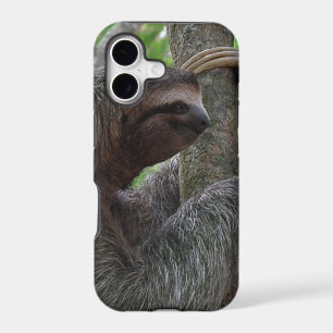 Cute Sloth