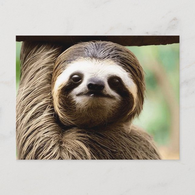 Cute sloth background holiday postcard (Front)