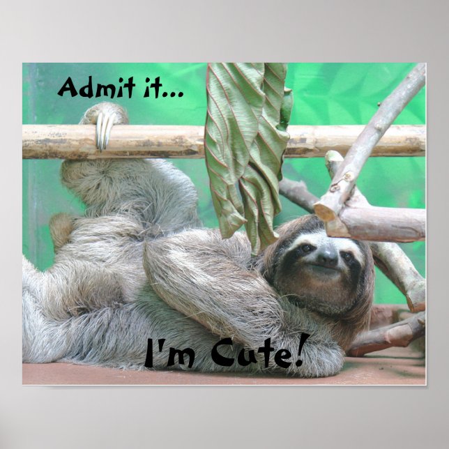 Cute Sloth! Poster (Front)