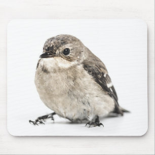 Cute Small Garden Bird Photo Mouse Pad